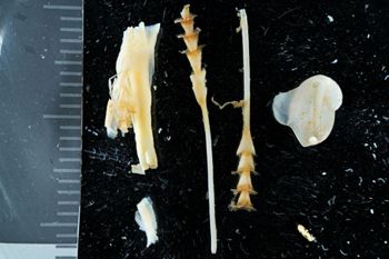 Media type: image;   Malacology 169599 Description: Digital documentation photo of preserved specimen.;